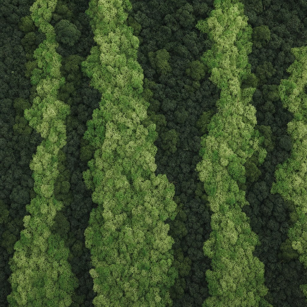 Aurora No. 8 thumbnail 4