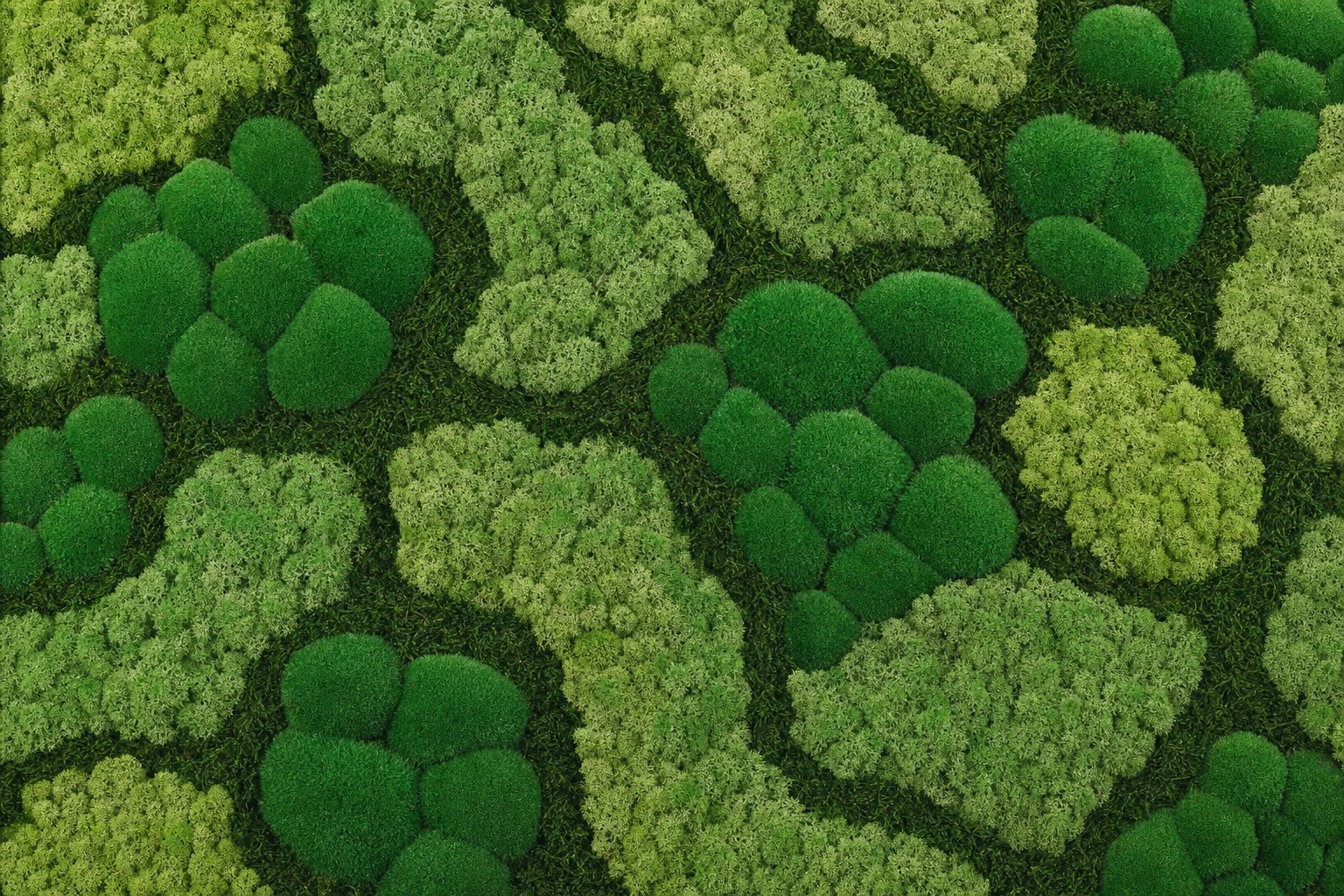 Lichen I thumbnail 5