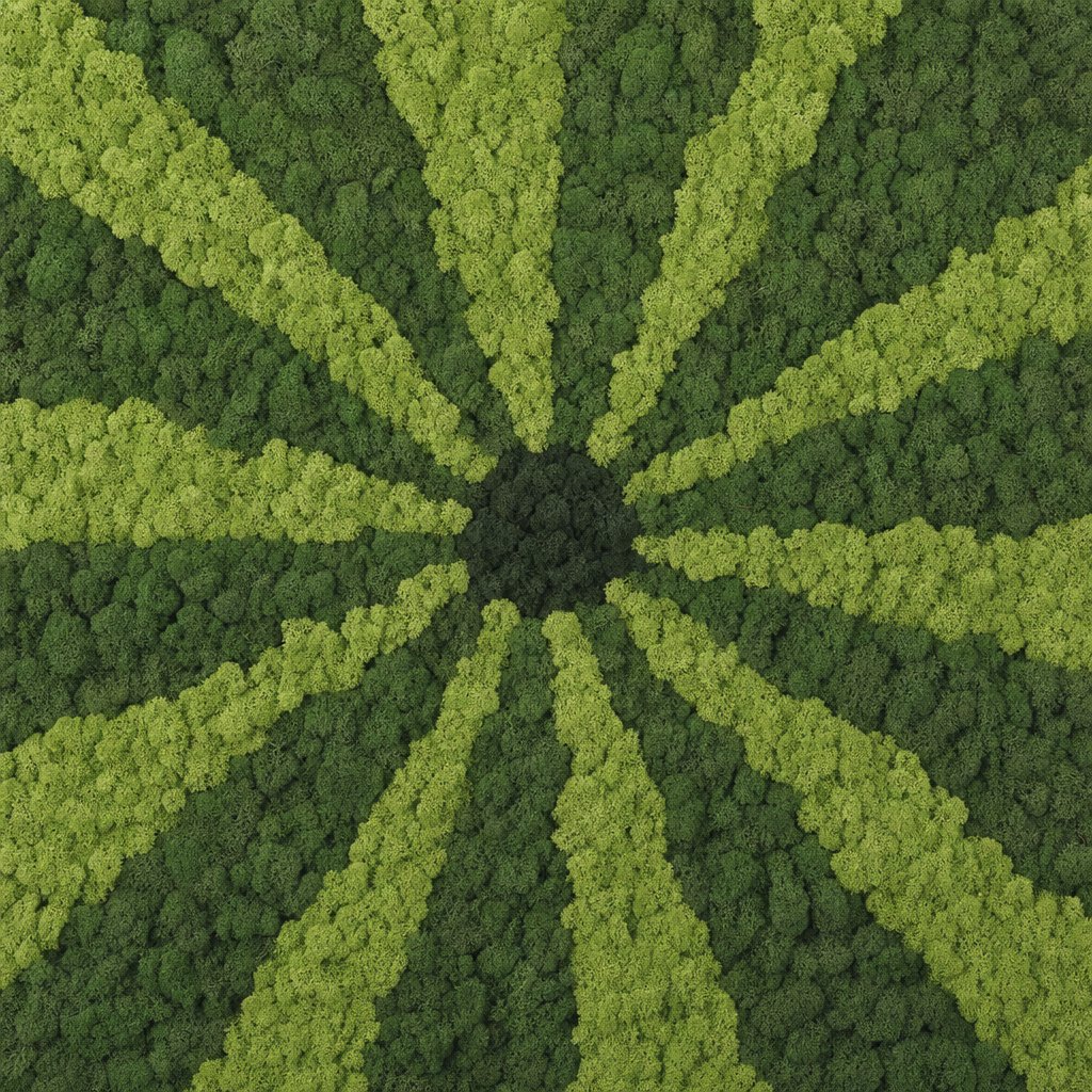 Solis VIII thumbnail 5