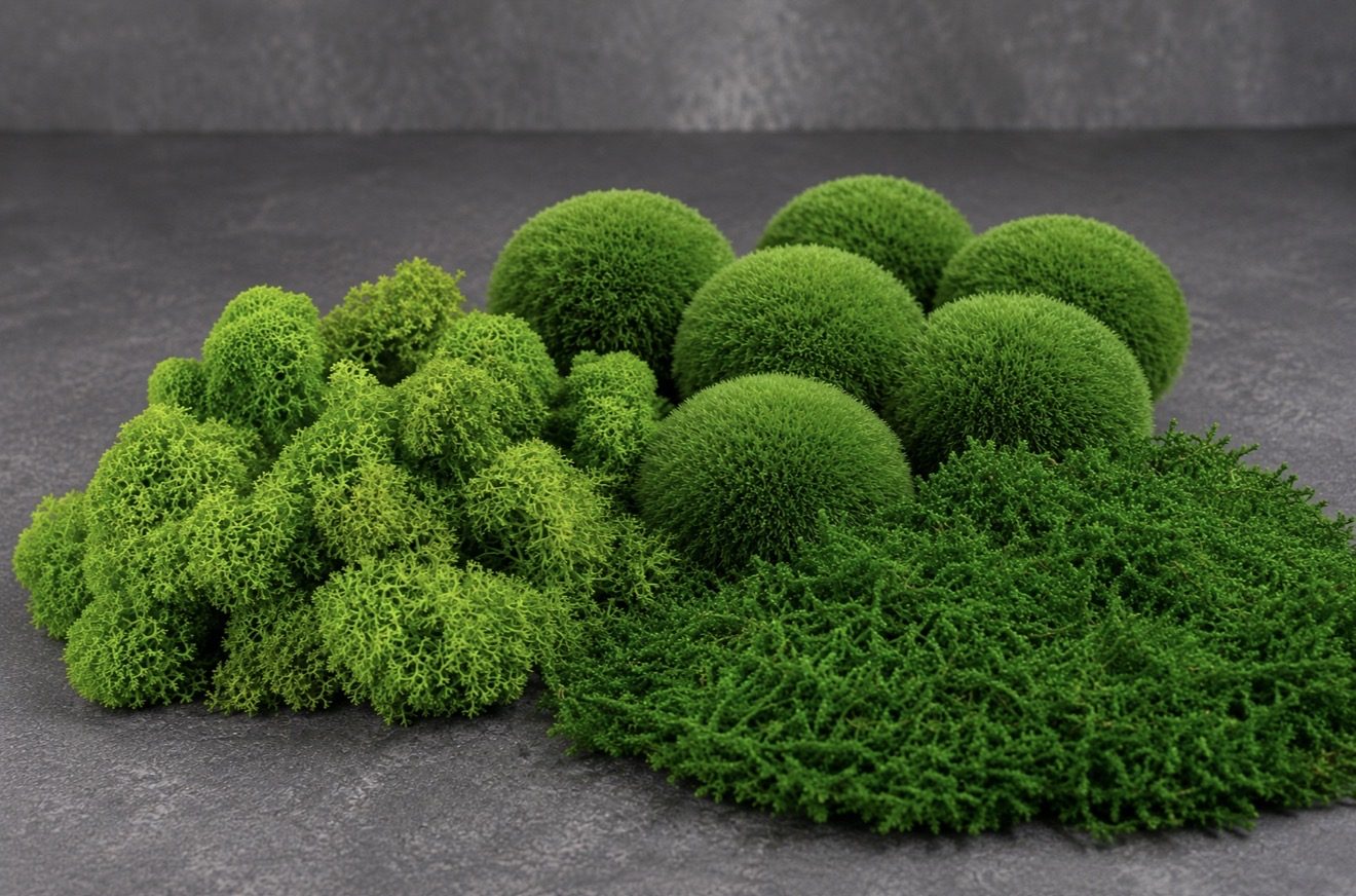 Preserved Iceland, ball and flat moss in their natural greens